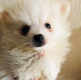 {{brizy_dc_image_alt imageSrc=