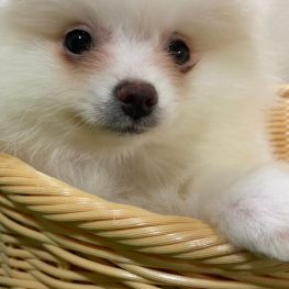 {{brizy_dc_image_alt imageSrc=